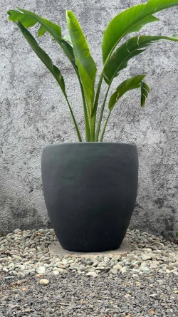 Maceta Orquídea