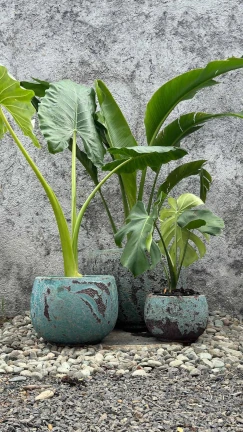 Maceta Green Atlantis - Image 2