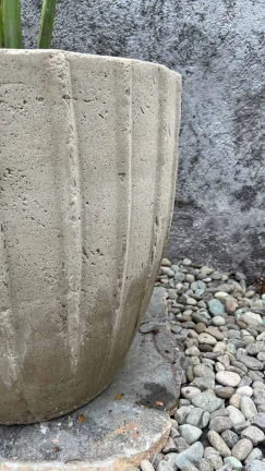 Maceta Reina - Image 3