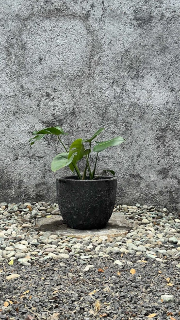 Maceta Black Atlantis