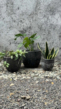 Maceta Black Atlantis - Image 2