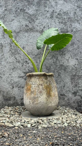 Maceta Aguacate Rustico