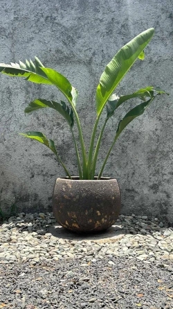 Maceta Rustic Atlantis