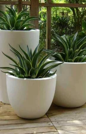 Maceta Manuel Antonio