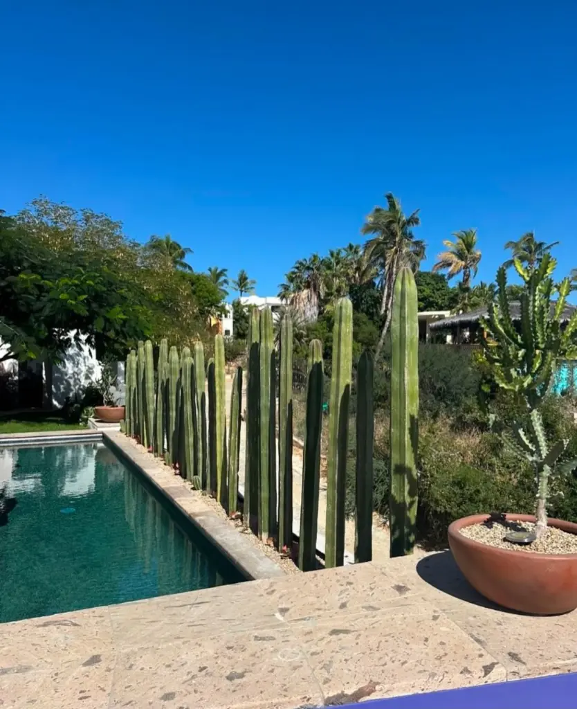 Jardín tropical junto a piscina con cactus y vegetación ornamental